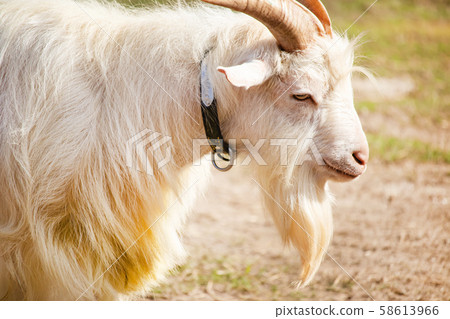 A profile of a goat 58613966
