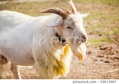 A profile of a goat A profile of a goat 58613967