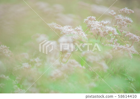 Fujikama shot in Ohara, Nishikyo-ku, Kyoto City 58614410