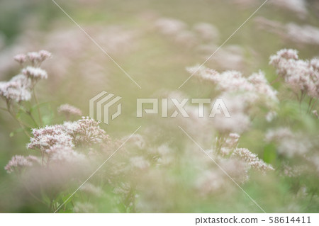 Fujikama shot in Ohara, Nishikyo-ku, Kyoto City 58614411