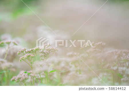 Fujikama shot in Ohara, Nishikyo-ku, Kyoto City 58614412