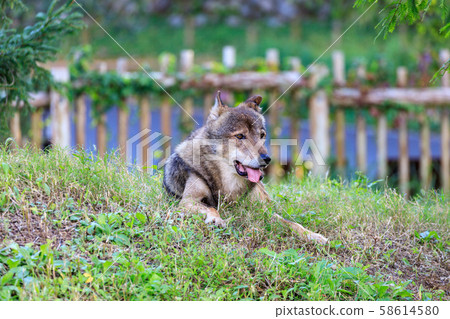 多摩動物園，Tyric Wolf（Hiroshi Wolf） 58614580