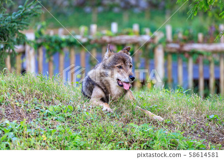 多摩動物園，Tyric Wolf（Hiroshi Wolf） 58614581