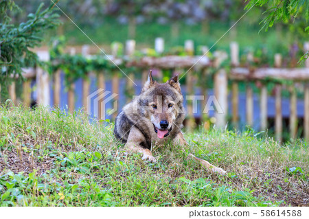 Tama Animal Park, Tyric Wolf (Hiroshi Wolf) 58614588