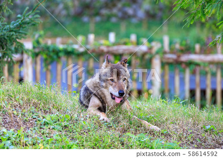 多摩動物園，Tyric Wolf（Hiroshi Wolf） 58614592