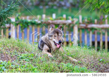多摩動物園，Tyric Wolf（Hiroshi Wolf） 58614593