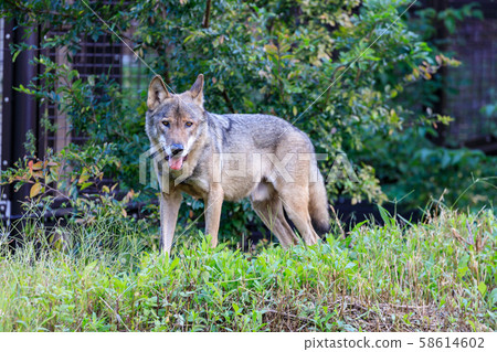 Tama Animal Park, Tyric Wolf (Hiroshi Wolf) 58614602