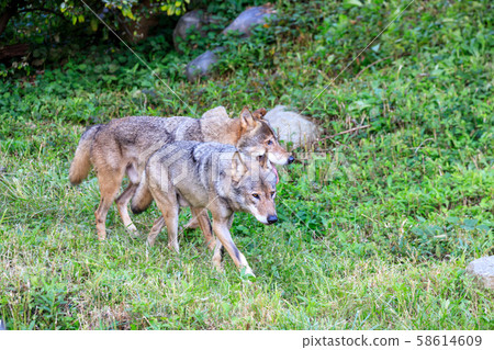 多摩動物園,Tyric Wolf(Hiroshi Wolf) 多摩動物園,Tyric Wolf(Hiroshi Wolf) 58614609