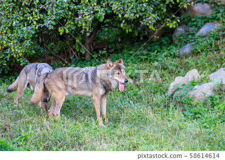Tama Animal Park, Tyric Wolf (Hiroshi Wolf) 58614614