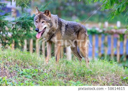 多摩動物園,Tyric Wolf(Hiroshi Wolf) 多摩動物園,Tyric Wolf(Hiroshi Wolf) 58614615