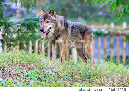 多摩動物園，Tyric Wolf（Hiroshi Wolf） 58614616