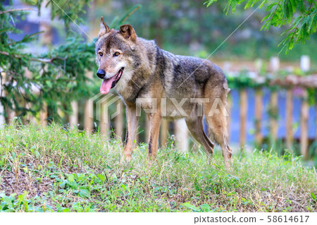 多摩動物園，Tyric Wolf（Hiroshi Wolf） 58614617