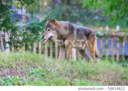 Tama Animal Park, Tyric Wolf (Hiroshi Wolf) 58614622