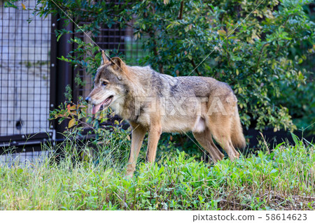 Tama Animal Park, Tyric Wolf (Hiroshi Wolf) 58614623