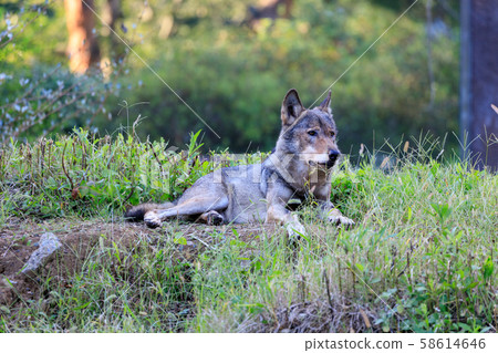 多摩動物園，Tyric Wolf（Hiroshi Wolf） 58614646