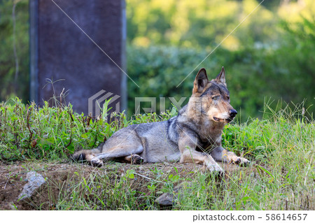 多摩動物園,Tyric Wolf(Hiroshi Wolf) 多摩動物園,Tyric Wolf(Hiroshi Wolf) 58614657