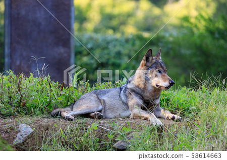 多摩動物園，Tyric Wolf（Hiroshi Wolf） 58614663