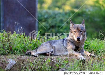Tama Animal Park, Tyric Wolf (Hiroshi Wolf) 58614670