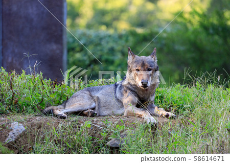 Tama Animal Park, Tyric Wolf (Hiroshi Wolf) 58614671