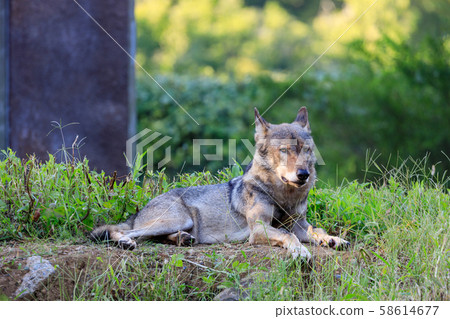多摩動物園，Tyric Wolf（Hiroshi Wolf） 58614677