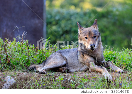 多摩動物園，Tyric Wolf（Hiroshi Wolf） 58614678