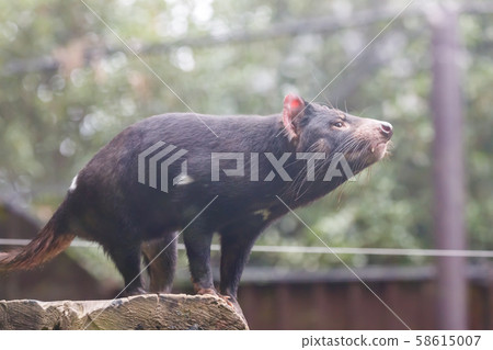 Tasmanian Devil Tama Zoo 58615007
