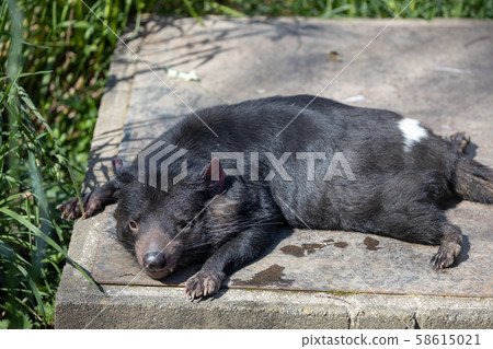 塔斯馬尼亞惡魔多摩動物園 塔斯馬尼亞惡魔多摩動物園 58615021