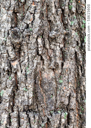 cracked bark on old trunk of lime tree close up cracked bark on old trunk of lime tree close up 58615608