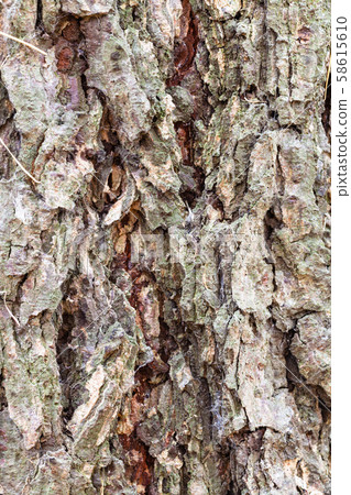 grooved bark on mature trunk of larch tree 58615610
