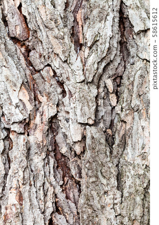 rough bark on old trunk of larch tree close up 58615612