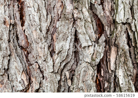 cracked bark on old trunk of larch tree close up 58615619