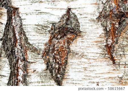 rough bark of trunk on birch tree close up rough bark of trunk on birch tree close up 58615667