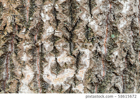 wet and uneven bark on old trunk of aspen tree wet and uneven bark on old trunk of aspen tree 58615672