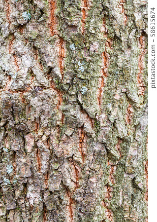 rough bark on old trunk of ash tree close up rough bark on old trunk of ash tree close up 58615674