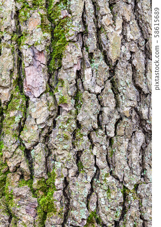 rough bark on mature trunk of alder tree close up rough bark on mature trunk of alder tree close up 58615689