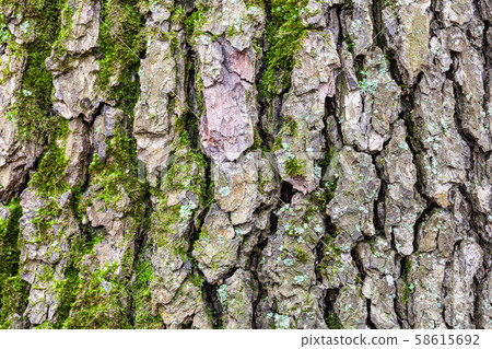 grooved bark on mature trunk of alder tree 58615692
