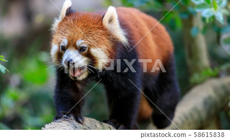Red Panda Tama Zoo 58615838