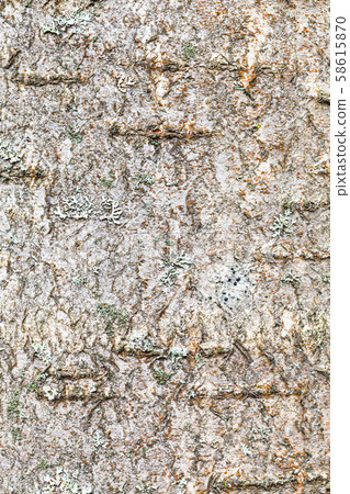 textured bark on trunk of rowan tree close up textured bark on trunk of rowan tree close up 58615870
