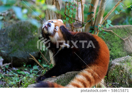 紅熊貓多摩動物園 紅熊貓多摩動物園 58615871