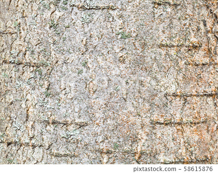 surface of bark on trunk of rowan tree close up surface of bark on trunk of rowan tree close up 58615876