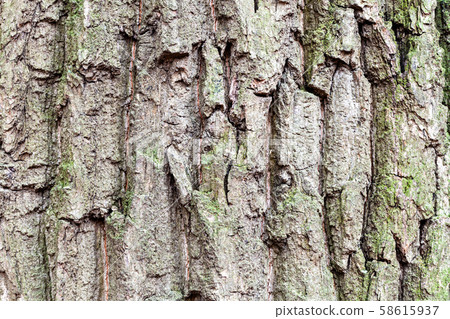 cracked bark on mature trunk of oak tree close up cracked bark on mature trunk of oak tree close up 58615937