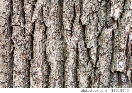 cracked bark on old trunk of oak tree close up 58615943