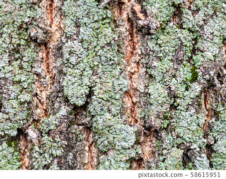 lichen on bark on mature trunk of box elder tree 58615951