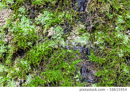 green lichen and moss on old trunk of birch tree green lichen and moss on old trunk of birch tree 58615954