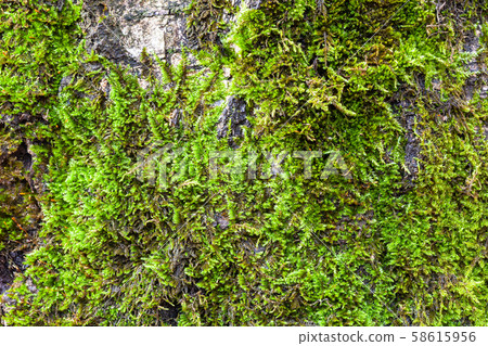green moss on old trunk of birch tree close up green moss on old trunk of birch tree close up 58615956