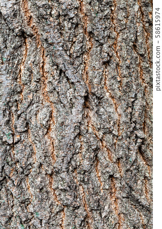 rough bark of old trunk on maple ash tree close up rough bark of old trunk on maple ash tree close up 58615974