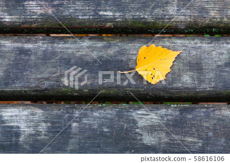 yellow birch leaf on wet black bench in city park yellow birch leaf on wet black bench in city park 58616106