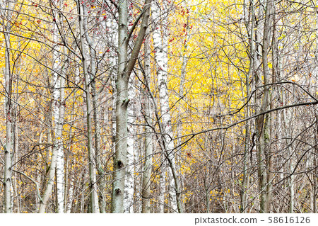 tree trunks and yellow foliage in late fall tree trunks and yellow foliage in late fall 58616126