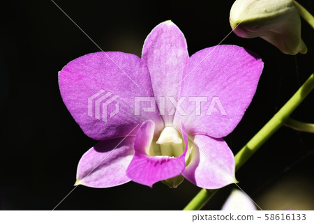 Pink orchid, isolated on a black background Pink orchid, isolated on a black background 58616133