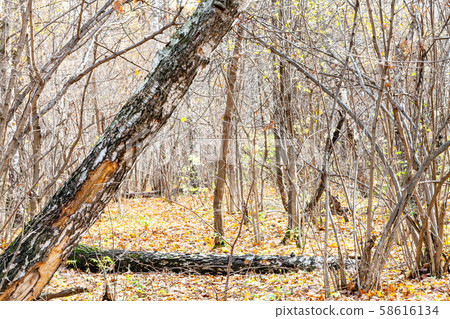 trunks and path to meadow covered by fallen leaves trunks and path to meadow covered by fallen leaves 58616134
